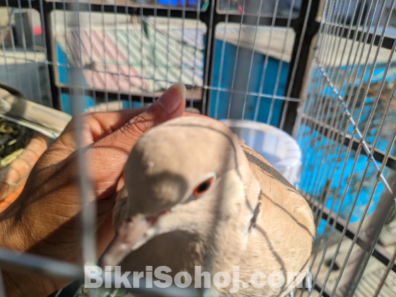 ইন্ডিয়ান ঘুঘু পাখি বিক্রি করা হবে।